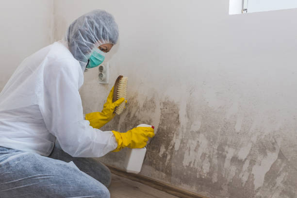 Best Commercial Mold Remediation in USA